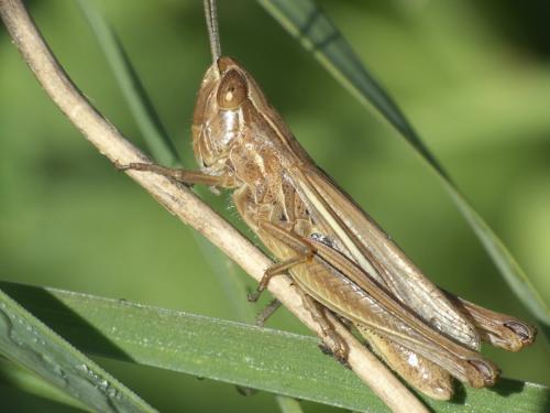 Euchorthippus sp.